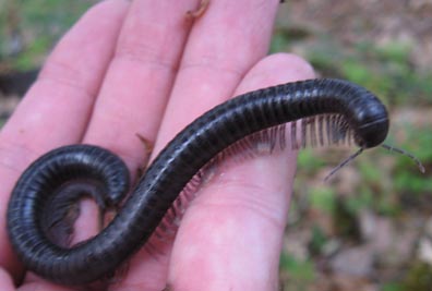 Millipede